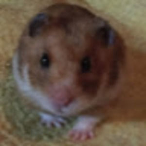 Meet your Posher, Yomaira